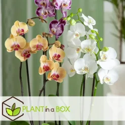 Orchidee wit - Phalaenopsis Multiflora - Hoogte 35-45cm - ⌀12cm