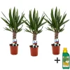 Palmlelie - Set van 3 - Yucca elephantipes - Hoogte 50-60cm - ⌀14cm