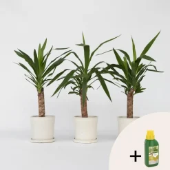Palmlelie - Set van 3 - Yucca elephantipes - Hoogte 50-60cm - ⌀14cm