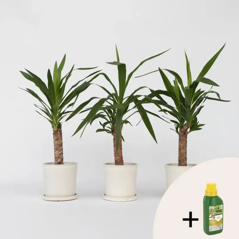 Palmlelie - Set van 3 - Yucca elephantipes - Hoogte 50-60cm - ⌀14cm