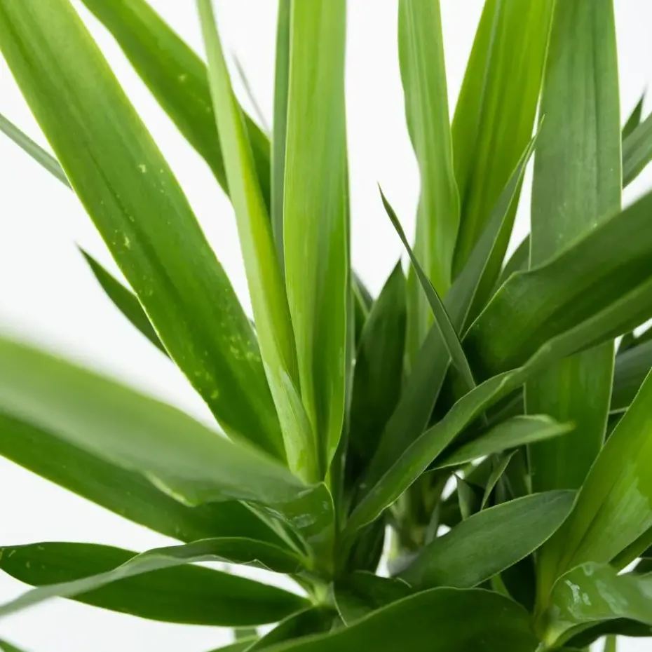 Palmlelie - Set van 3 - Yucca elephantipes - Hoogte 50-60cm - ⌀14cm