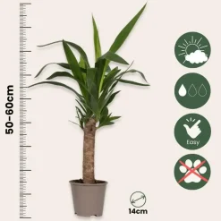 Palmlelie - Set van 3 - Yucca elephantipes - Hoogte 50-60cm - ⌀14cm