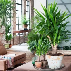 Palmlelie - Set van 3 - Yucca elephantipes - Hoogte 50-60cm - ⌀14cm