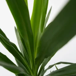 Palmlelie - Set van 3 - Yucca elephantipes - Hoogte 50-60cm - ⌀14cm