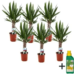 Palmlelie - Set van 6 - Yucca elephantipes - Hoogte 50-60cm - ⌀14cm
