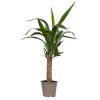 Palmlelie - Yucca elephantipes - Hoogte 50-60cm - ⌀14cm