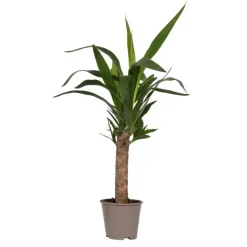 Palmlelie - Yucca elephantipes - Hoogte 50-60cm - ⌀14cm