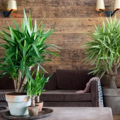 Palmlelie - Yucca elephantipes - Hoogte 50-60cm - ⌀14cm