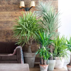 Palmlelie - Yucca elephantipes - Hoogte 50-60cm - ⌀14cm