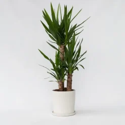 Palmlelie - Yucca elephantipes - Hoogte 70-80cm - ⌀21cm