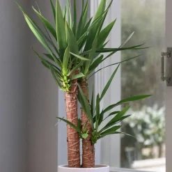 Palmlelie - Yucca elephantipes - Hoogte 70-80cm - ⌀21cm