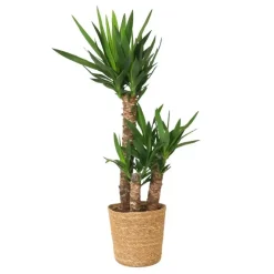 Palmlelie met mand - Yucca elephantipes - Hoogte 70-80cm - ⌀21cm