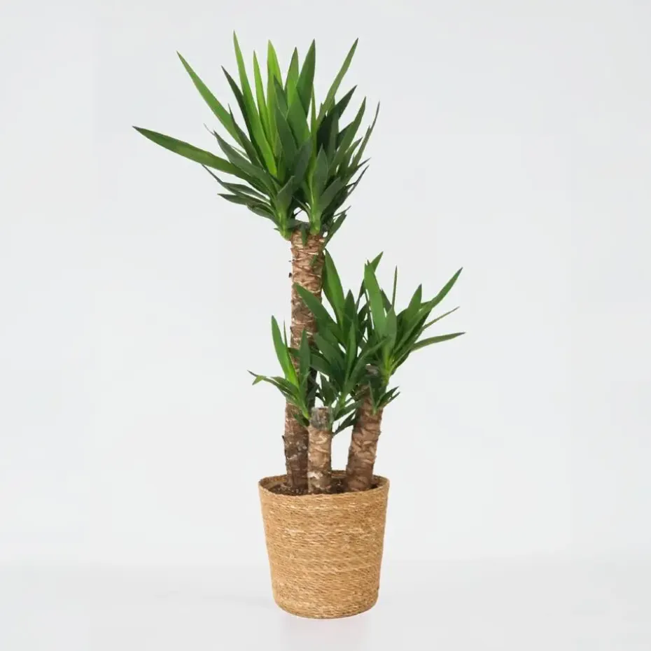 Palmlelie met mand - Yucca elephantipes - Hoogte 70-80cm - ⌀21cm