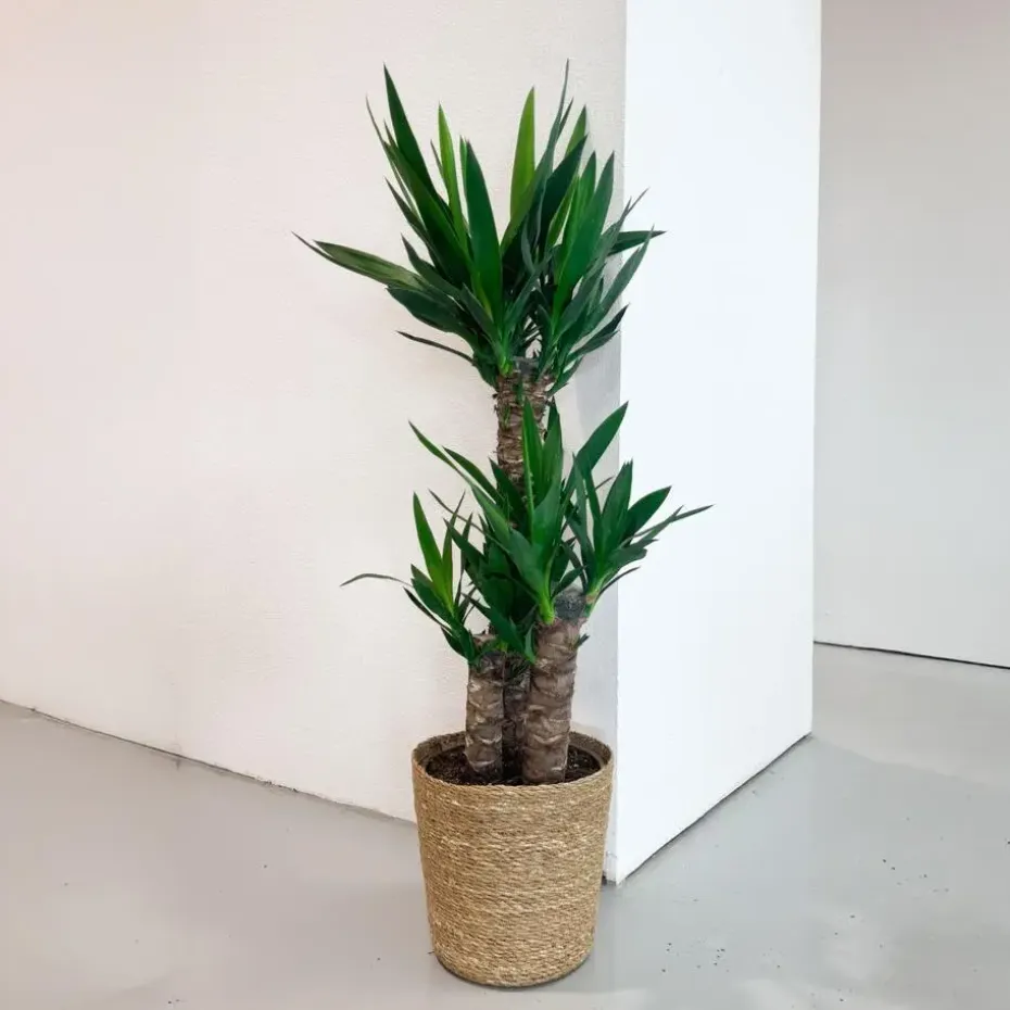 Palmlelie met mand - Yucca elephantipes - Hoogte 70-80cm - ⌀21cm