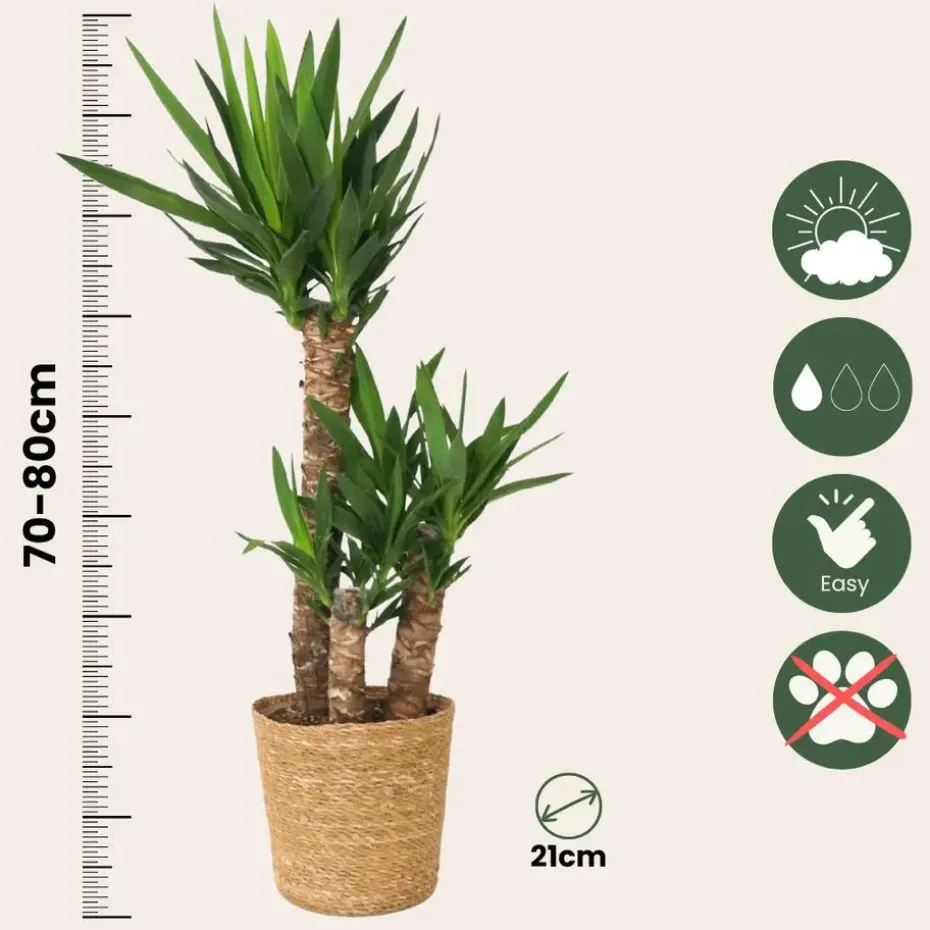 Palmlelie met mand - Yucca elephantipes - Hoogte 70-80cm - ⌀21cm