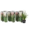 Pampasgras - Set van 6 - Cortaderia selloana - Hoogte 25-40cm - ⌀9cm