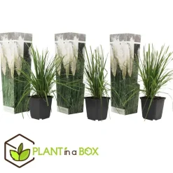 Pampasgras - Set van 3 - Cortaderia selloana - Hoogte 25-40cm - ⌀9cm