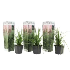 Pampasgras - Set van 3 - Cortaderia selloana - Hoogte 25-40cm - ⌀9cm