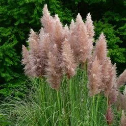 Pampasgras - Set van 3 - Cortaderia selloana - Hoogte 25-40cm - ⌀9cm