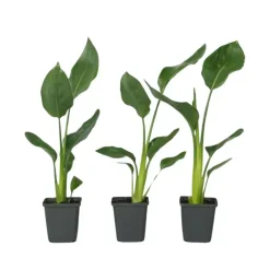 Paradijsvogelbloem - Set van 3 - Strelitzia reginea - Hoogte 25-40cm - ⌀9cm