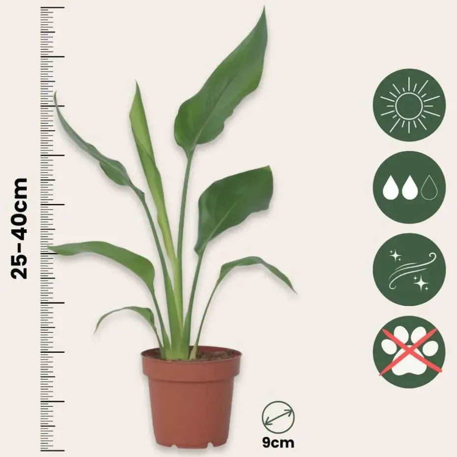 Paradijsvogelbloem - Set van 3 - Strelitzia reginea - Hoogte 25-40cm - ⌀9cm