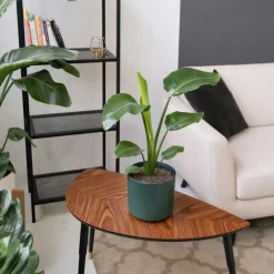 Paradijsvogelbloem - Set van 3 - Strelitzia reginea - Hoogte 25-40cm - ⌀9cm