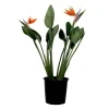 Paradijsvogelbloem - Strelitzia reginae - met bloemen - Hoogte 70-100cm - Ø19cm