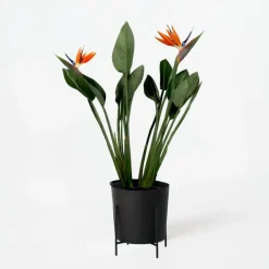 Paradijsvogelbloem - Strelitzia reginae - met bloemen - Hoogte 70-100cm - Ø19cm