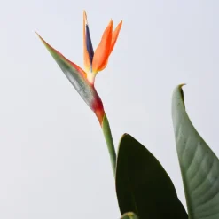 Paradijsvogelbloem - Strelitzia reginae - met bloemen - Hoogte 70-100cm - Ø19cm