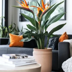 Paradijsvogelbloem - Strelitzia reginae - met bloemen - Hoogte 70-100cm - Ø19cm