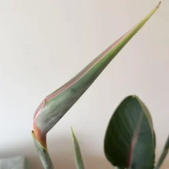 Paradijsvogelbloem - Strelitzia reginae - met bloemen - Hoogte 70-100cm - Ø19cm