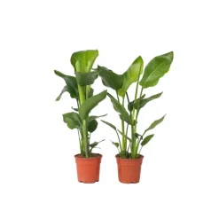 Paradijsvogelplant - Set van 2 - Strelitzia nicolai - Hoogte 55-70cm - ⌀17cm