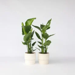 Paradijsvogelplant - Set van 2 - Strelitzia nicolai - Hoogte 55-70cm - ⌀17cm