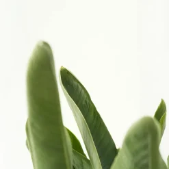 Paradijsvogelplant - Set van 2 - Strelitzia nicolai - Hoogte 55-70cm - ⌀17cm