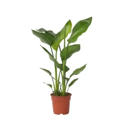 Paradijsvogelplant - Strelitzia nicolai - Hoogte 55-70cm - ⌀17cm