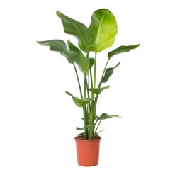 Paradijsvogelplant - Strelitzia nicolai - Hoogte 90-110cm - ⌀21cm