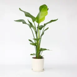 Paradijsvogelplant - Strelitzia nicolai - Hoogte 90-110cm - ⌀21cm