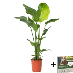 Paradijsvogelplant - Strelitzia nicolai - Hoogte 90-110cm - ⌀21cm