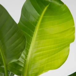 Paradijsvogelplant - Strelitzia nicolai - Hoogte 90-110cm - ⌀21cm