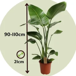 Paradijsvogelplant - Strelitzia nicolai - Hoogte 90-110cm - ⌀21cm