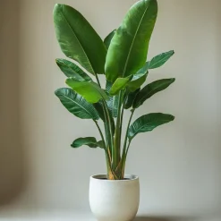 Paradijsvogelplant - Strelitzia nicolai - Hoogte 90-110cm - ⌀21cm