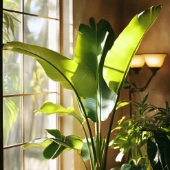 Paradijsvogelplant - Strelitzia nicolai - Hoogte 90-110cm - ⌀21cm