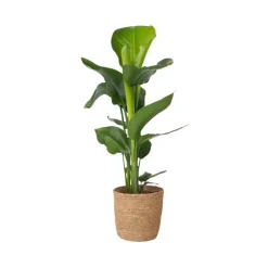 Paradijsvogelplant met mand - Strelitzia nicolai - Hoogte 55-70cm - ⌀17cm