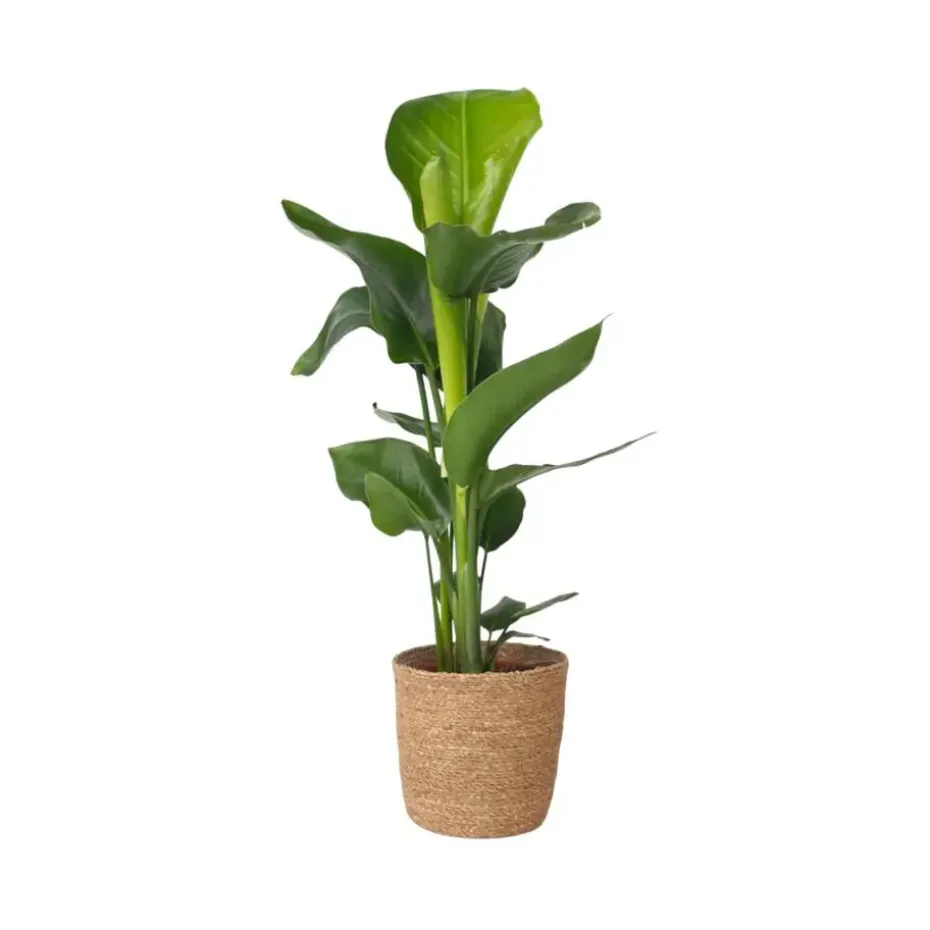 Paradijsvogelplant met mand - Strelitzia nicolai - Hoogte 55-70cm - ⌀17cm