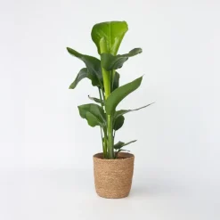 Paradijsvogelplant met mand - Strelitzia nicolai - Hoogte 55-70cm - ⌀17cm