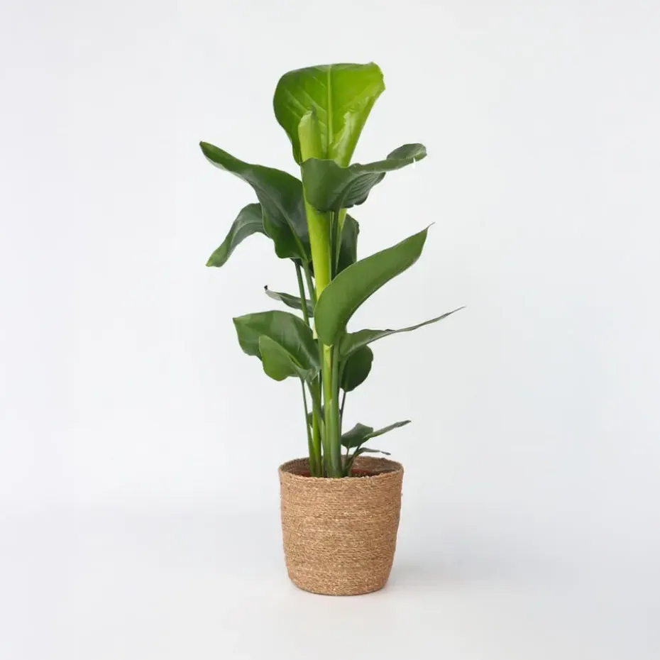 Paradijsvogelplant met mand - Strelitzia nicolai - Hoogte 55-70cm - ⌀17cm