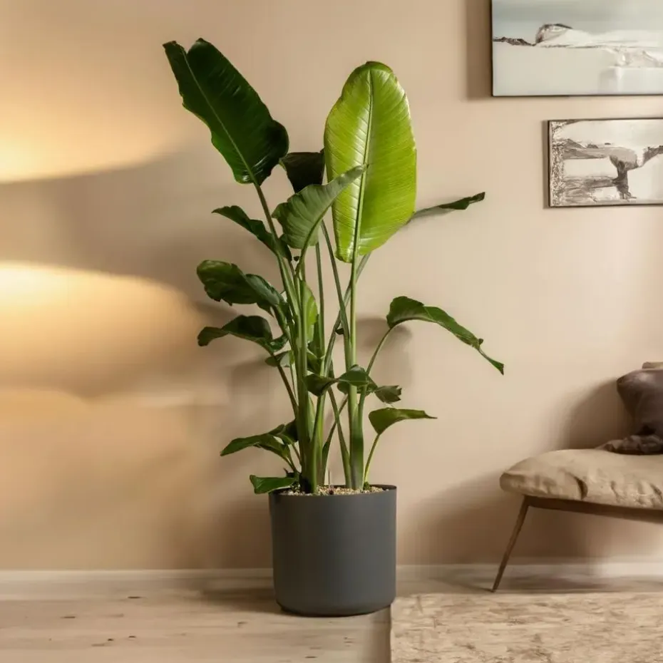 Paradijsvogelplant met mand - Strelitzia nicolai - Hoogte 55-70cm - ⌀17cm