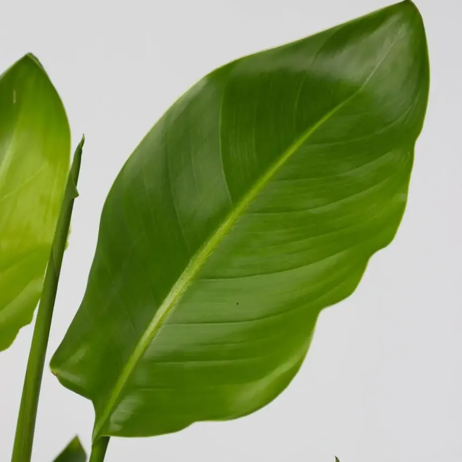 Paradijsvogelplant met mand - Strelitzia nicolai - Hoogte 55-70cm - ⌀17cm