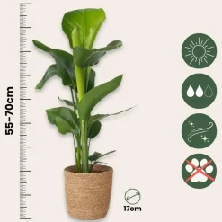Paradijsvogelplant met mand - Strelitzia nicolai - Hoogte 55-70cm - ⌀17cm