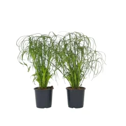 Parapluplant - Set van 2 - Cyperus alternifolius - Hoogte 40-50cm - ⌀14cm
